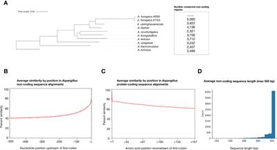 Extensive Non-Coding Sequence Divergence Between the Major Human Pathogen Aspergillus fumigatus and its Relatives